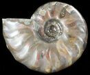 Flashy Red Iridescent Ammonite - Wide #45793-1